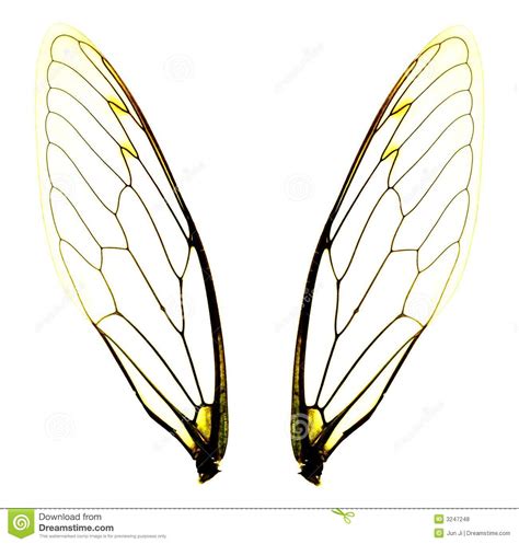 Two Cicada Wings Royalty Free Stock Photos Image 3247248