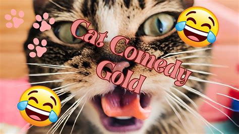 Purr Fectly Hilarious The Comedy Chronicles Of Cats Youtube