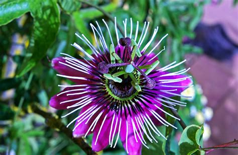 Growing Passion Flower How To Grow Passion Flower In A Container