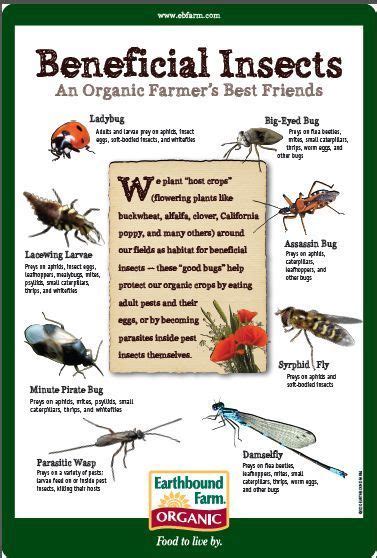 Beneficial Insects Beneficial Insects Organic Gardening Pest Control