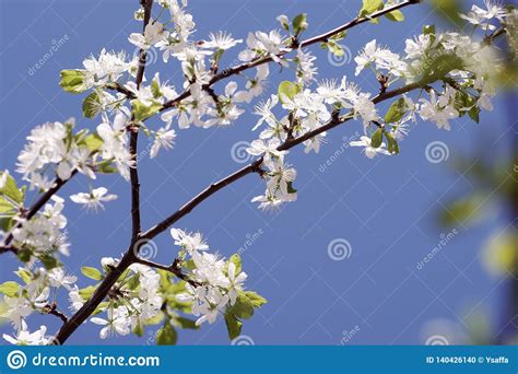 Flowering Fruit Trees Spring Flowers Of Apple And Cherry Botanical