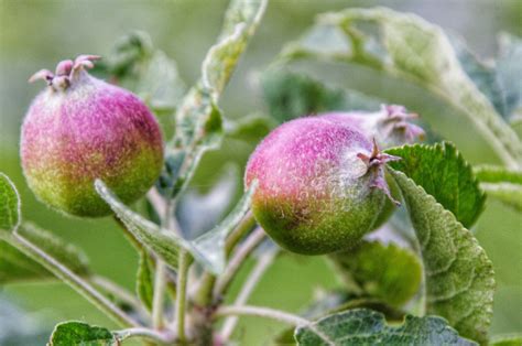 Ich danke euch, dass ihr so lange bei den fast wissenschaftlichen ausführungen durchgehalten habt. Von der Blüte bis zum Apfel - Part 3 - Blogg-Augenblicke