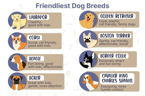 Top 8 Most Friendliest Dog Breeds With Pictures