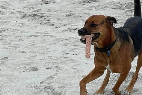 Cachorro Encontra Sex Toy Em Passeio Na Praia Novo Brinquedo Metr Poles