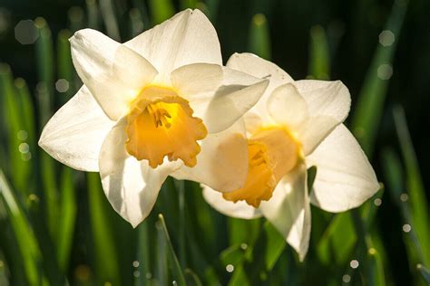 Two Daffodils After A Rain Shower In License Image 71385725