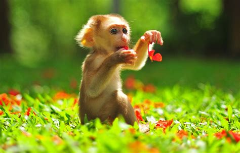 Playful Little Monkey On A Sunny Day Macaque Monkey Baby Animals Cute