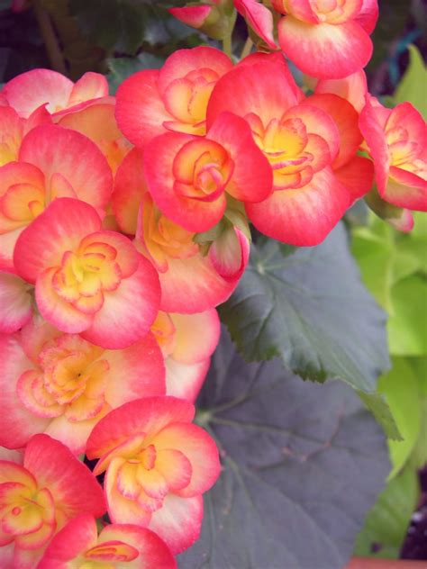 How To Care For Begonia Potted Plants Flower Press
