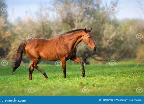 Horse In Motion Stock Image Image Of Grass Purebred 135013905