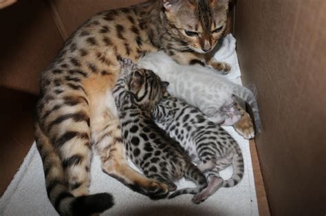 The bengal cat is highly active. savannah, bengal, kittens, bengal for sale, kittens for ...