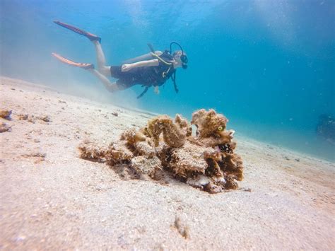 Bimini Islands Top Greek Islands Gili Trawangan Gili Island Best Scuba Diving Diving Center