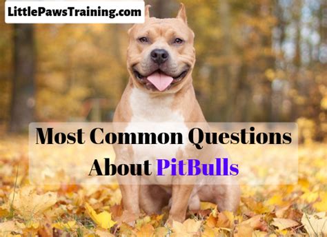Most Common Questions About Pit Bulls Little Paws Training