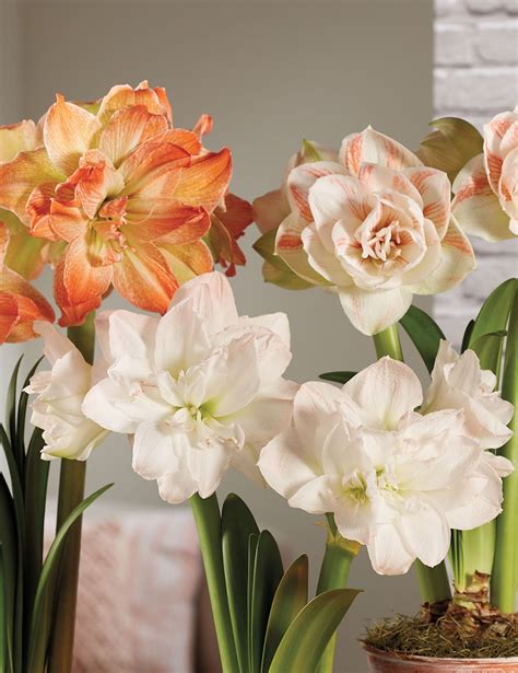 How To Grow Amaryllis From Bυlbs Easily