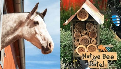 Get professional vole pest control services from the experts at ehlers pest management. Horse SA Webinar: Birds, bees and bugs around your stables ...