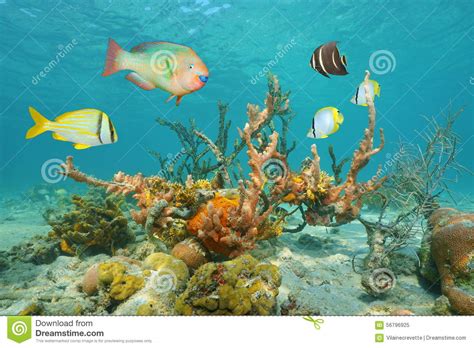 Colorful Sea Life Underwater With Tropical Fish Stock