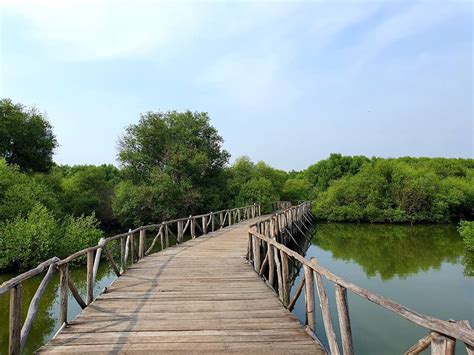 Tempat Wisata Hutan Mangrove Di Jakarta  Tempat Wisata 