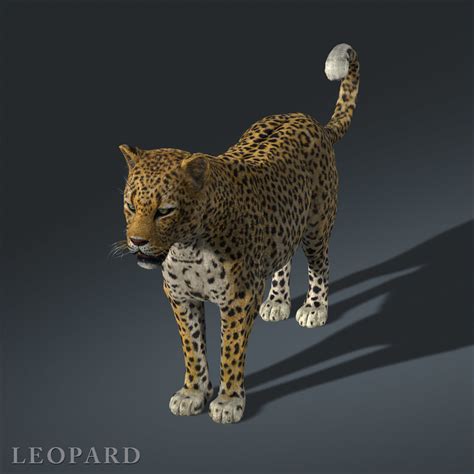 Leopard Fur 3d Model