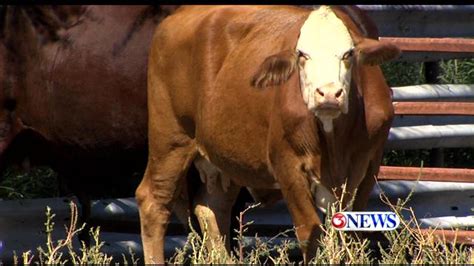 Agriculture Officials And Ranchers On Alert Following Recent Case Of