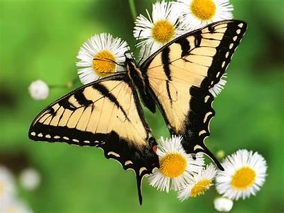 Butterfly Wallpapers Desktop Butterflies