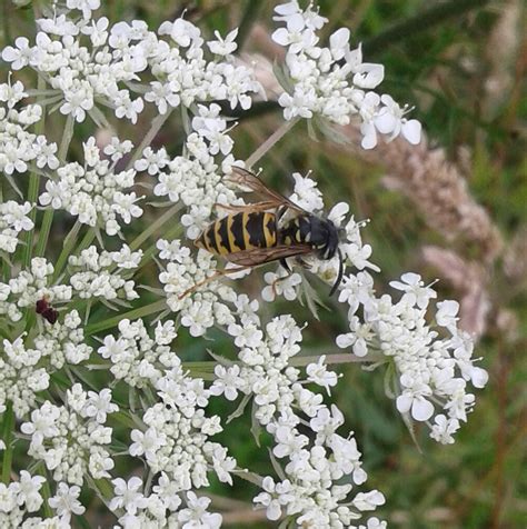 How much does pest control cost? Wasp: Vespula and paper - Thumbnail species image 4