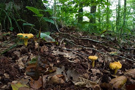 Une cueillette de chanterelles