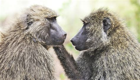 Baboons With Boyfriends Live Longer Futurity
