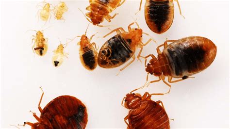 Green heat specializes exclusively in bed bug pest control. Bed Bugs Treatment - Bed Bugs Control Service | Awesome Pest