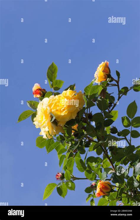 Yellow Climbing Roses Stock Photo Alamy