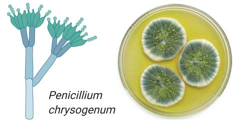 Penicillium Chrysogenum An Overview