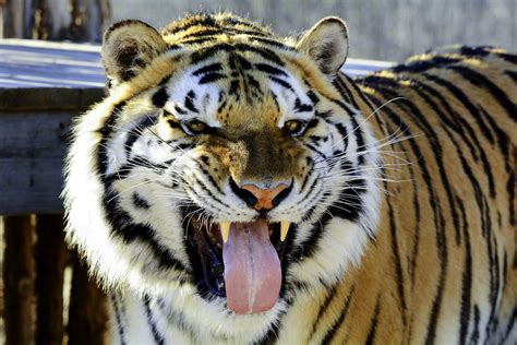 National Tiger Sanctuary A Permanent Home For Exotic And