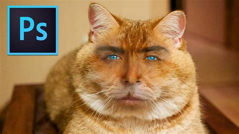 Photoshop Tutorial Cat With Human Face Youtube