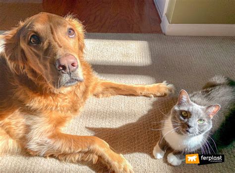 Can Cats And Dogs Live Together