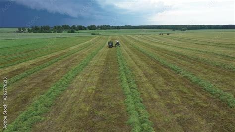 Preparing Hay For Feeding Animals Cutting Alfalfa Fieldand Swathing