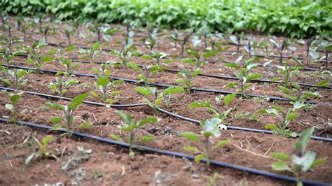 How To Choose The Best Drip Irrigation System For Your Garden