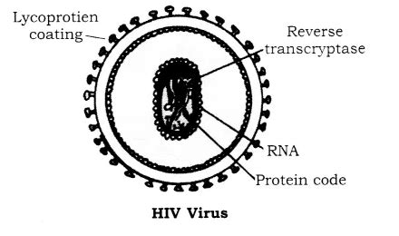 Draw The Diagram Of Hiv