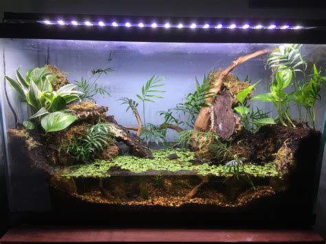 Sneaking In For Fts Friday With My 29g Paludarium Raquariums