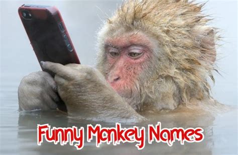 List Of 30 Funny Monkey Names That Are Hilarious