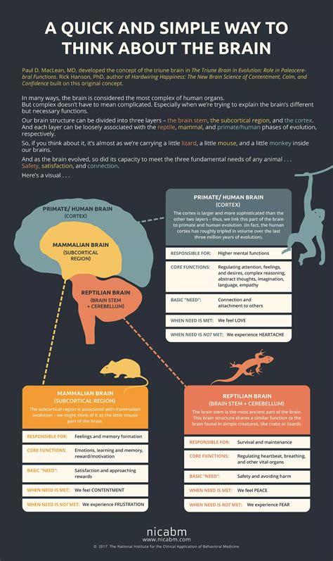 A Quick And Simple Way To Think About The Brain Infographic Nicabm