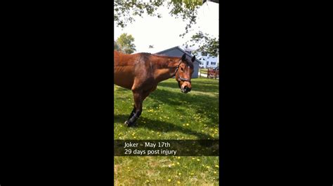 Horse with shoulder injury / nerve damage - 5 years later retired