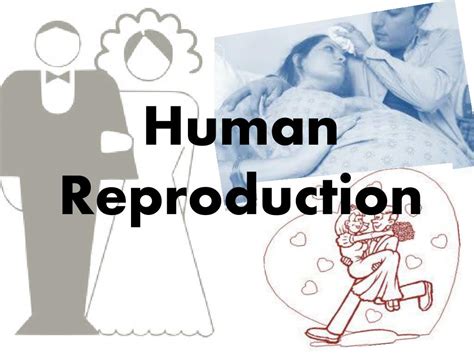 PPT Human Reproduction PowerPoint Presentation Free Download ID