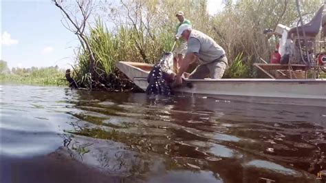 biggest gator caught on swamp people revealed who broke the show record laptrinhx news