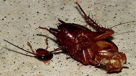 15 Mind Blowing Facts About Cockroaches That Will Surprise You