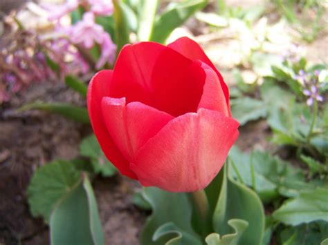Gardening And Flowers Beautiful Red Tulip Flowers