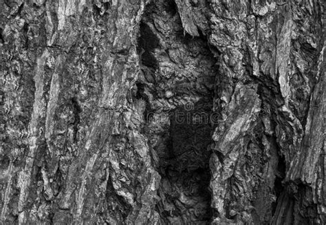 Bark Of Treesblack And White Stock Photo Image Of Exotic Texture