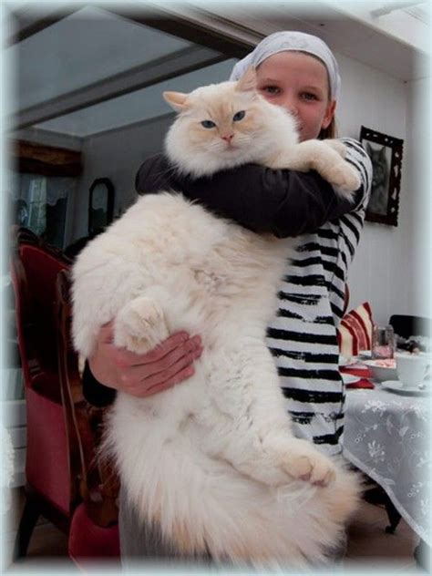 Ragdoll Cat Size And Weight