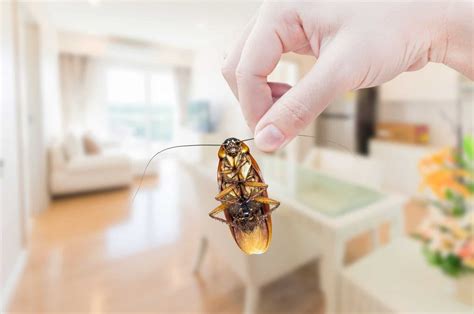 Cockroach Prevention How To Keep Cockroaches From Invading Your Home