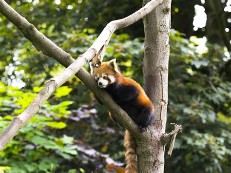 Red Panda Dublin Phoenixpark Zoo Thegibbons Flickr