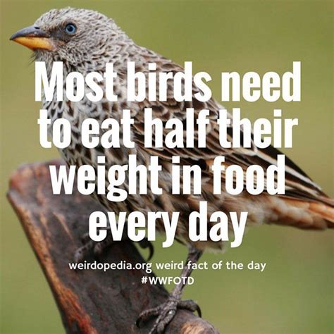 Weirdopedia On Instagram “i Guess I Really Do Eat Like A Bird