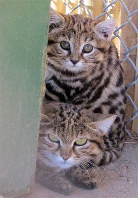 African Black Footed Cats Black Footed Cat Animals Wild