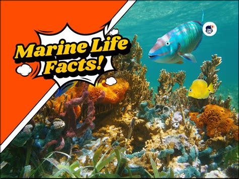 22 Marine Life Facts A Deep Dive Into The Oceans Secrets