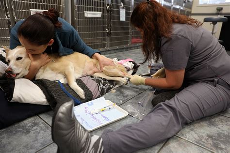 Is Pet Insurance Worth It? Here's How to Decide